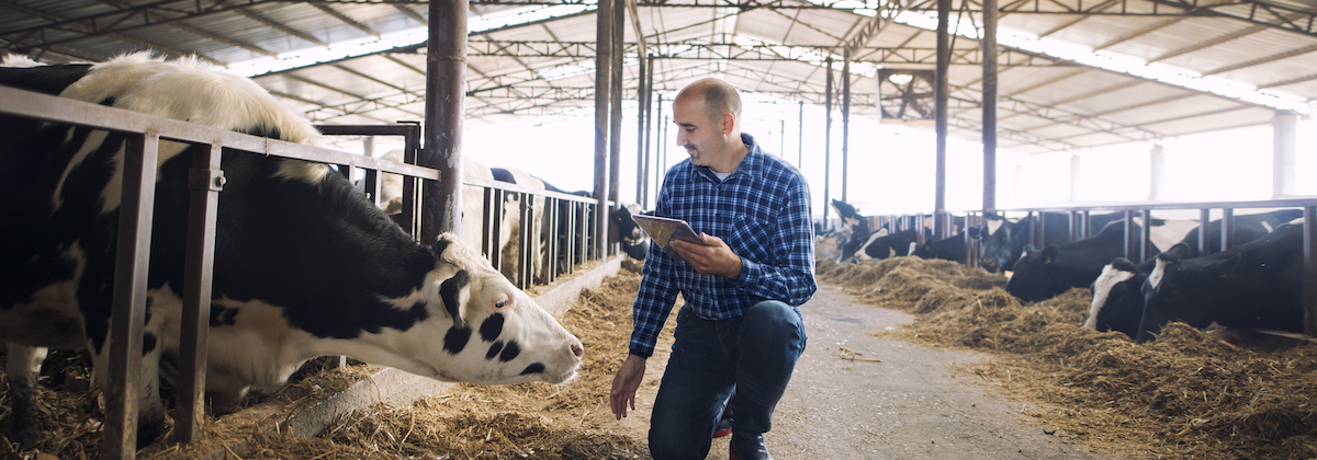 Livestock Farms meet Automation Software